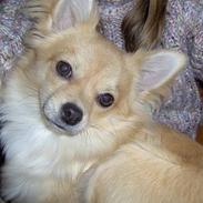 Chihuahua buster