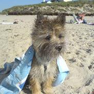 Cairn terrier Oscar