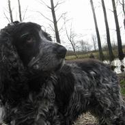 Cocker spaniel Antali' Ronja :b