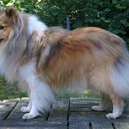 Shetland sheepdog Cassie