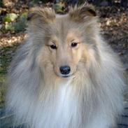 Shetland sheepdog Cassie