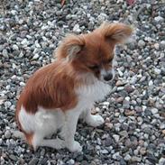 Papillon Max