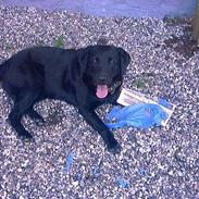 Labrador retriever Black Pearl