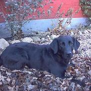 Labrador retriever Black Pearl