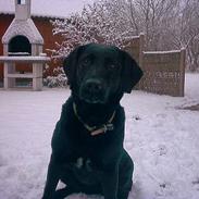 Labrador retriever Black Pearl