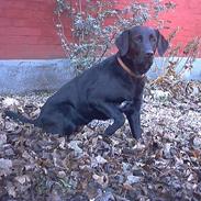 Labrador retriever Black Pearl