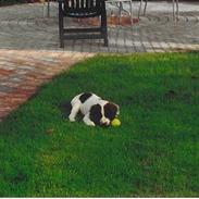 Field Trial spaniel Tjok