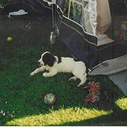 Field Trial spaniel Tjok