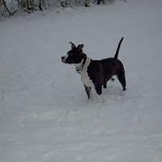 Amerikansk staffordshire terrier TIA (Miss Tia)