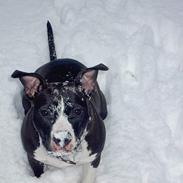 Amerikansk staffordshire terrier TIA (Miss Tia)