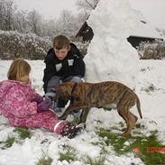 Grand danois Dandanell`s Cæsar 