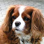 Cavalier king charles spaniel Bella