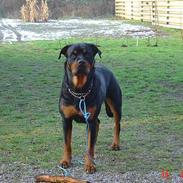 Rottweiler Sussi