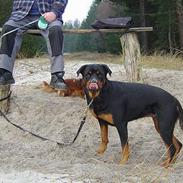 Rottweiler Sussi