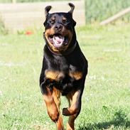 Rottweiler *Simba* (Cue Beat)