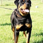 Rottweiler *Simba* (Cue Beat)