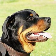 Rottweiler *Simba* (Cue Beat)