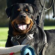 Rottweiler *Simba* (Cue Beat)