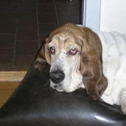 Basset hound Hannibal