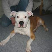 Amerikansk staffordshire terrier Zaza