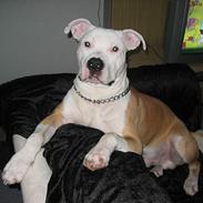 Amerikansk staffordshire terrier Zaza