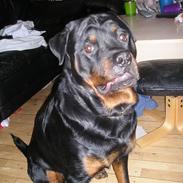 Rottweiler tyson