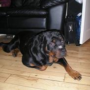 Rottweiler tyson