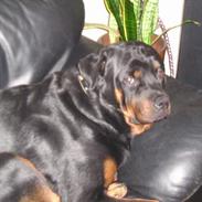 Rottweiler tyson