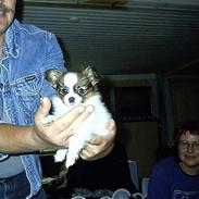 Papillon Lucky Dog Unibella of Evi