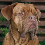 Dogue de bordeaux France Charme Chili