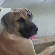 Grand danois Ringo star quit dreamer 