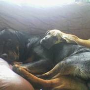 Grand danois Ringo star quit dreamer 