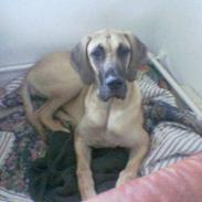 Grand danois Ringo star quit dreamer 