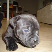 Staffordshire bull terrier *AYA*