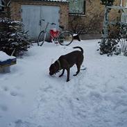 Labrador retriever Tilde