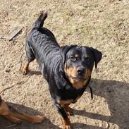 Rottweiler Brutus