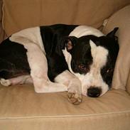 Staffordshire bull terrier carlos
