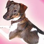 Dansk svensk gaardhund Mille