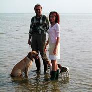 Dansk svensk gaardhund Mille