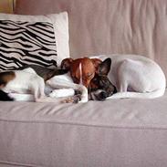 Dansk svensk gaardhund Mille