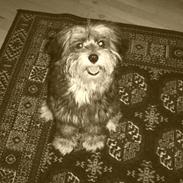 Tibetansk terrier Shanga