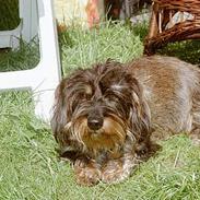 Gravhund rufus fars dreng