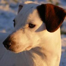 Dansk svensk gaardhund Fenja