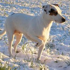 Dansk svensk gaardhund Fenja