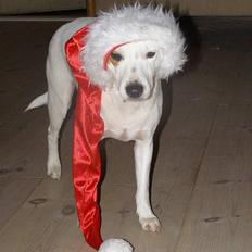 Dansk svensk gaardhund Fenja