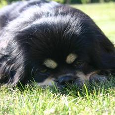 Tibetansk spaniel Sommerlyst´s Kham-Pa Zeus