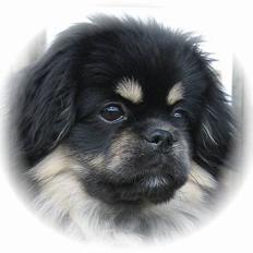 Tibetansk spaniel Sommerlyst´s Kham-Pa Zeus