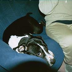 Amerikansk staffordshire terrier miss chicago