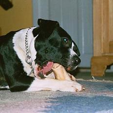 Amerikansk staffordshire terrier miss chicago