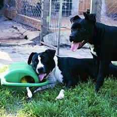 Amerikansk staffordshire terrier miss chicago